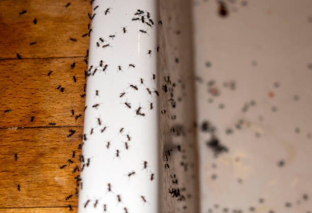 Best Termite Control Services  in Fairmont, MN