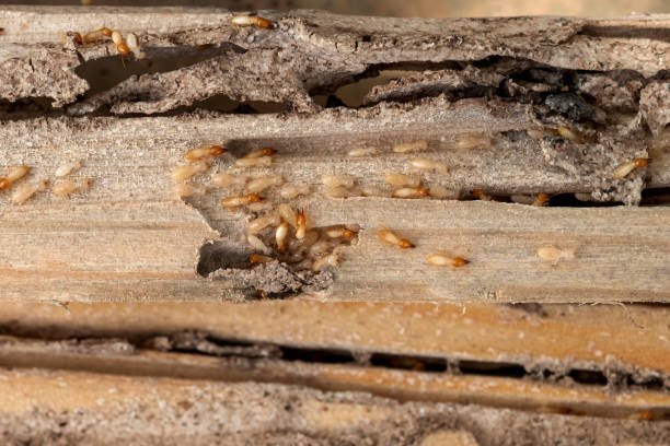 Flea Control Services in Fairmont, MN